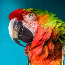 Ikon The Parrot